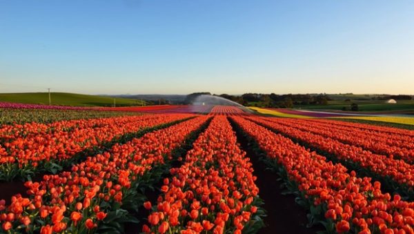 alt="flowerdesign-cornaredo-campotulipani"