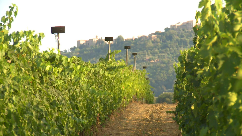 alt: "materialiedesign_ cantine_vini_architetture_design_visite_autunno.__musica_nelle_viti_carlo_cignozzi"